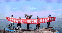 大连海参春捕季开捕 京东上线全网最低价海参 一根19块9
