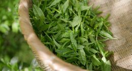 “奢侈品”价格的“快消品”，竹叶青这么想赚年轻人的“茶水钱”？