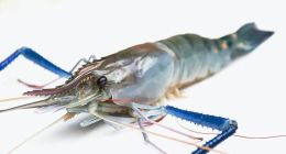 盒马疑死虾当活虾卖，客服：门店非鲜活冒充鲜活，已做整改