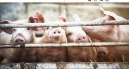 “猪茅”牧原股份，攀爬新的大山