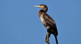 王兴新业务狙击脱靶，美团难遇下一个“饿了么”