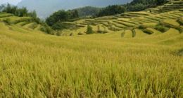 十月稻田的投资“分岔口”：利润向左，估值向右？