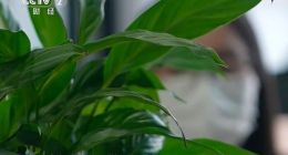 央视315曝光AI伪造变脸变声诈骗