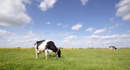 乳业承压，伊利不躺平？