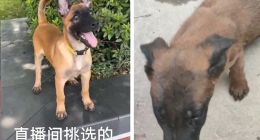 快手直播卖宠物却让“微信上聊” 私下交易货不对板