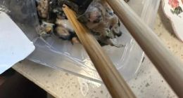 盒马被曝清水螺蛳肉中疑吃出福寿螺！网友：连螺肉带筷子扔垃圾桶了……最新回应