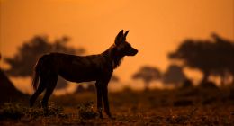 饿坏了的哪吒，活成汽车界的「鬣狗」