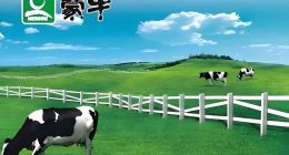 “失速”的蒙牛正在迎来第四次低谷？