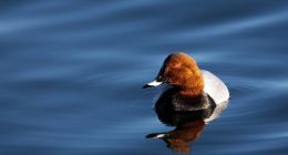 阅文集团的近状与远虑：“阅文”遇阻定位失焦，版权运营前景未明