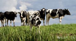 高飞狠抓蒙牛乳品质量，消费者投诉缘何有增无减丨正经短评