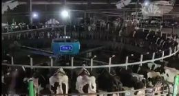 “瘦牛”是产奶能手？河北君乐宝牧场奶牛惹争议