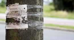 知网收录多篇“牛皮癣”式医疗软广？客服：来自期刊原文，没法屏蔽，可联系原刊撤稿或删除