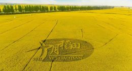 十月稻田“迷途”：高端大米的故事还能讲多久？