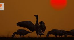 以利换量，石头科技昌敬走了雷军的老路