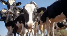 伊利营收下滑，乳业巨头遭遇成长烦恼？