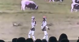 起猛了，看到机器人走秀，你给这猫步打几分？