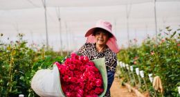 千亿向新，拼多多的增长新路径