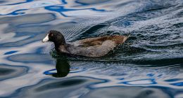 北京现代从年销百万辆到“困于浅滩”，李凤刚能激起新水花吗？