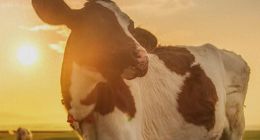 高达近8成的负债率、“透支式”的分红，君乐宝“奶”肥了谁？