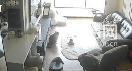 石头扫地机识别宠物自动避障功能失效 吸住猫尾巴拖行10分钟