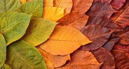 被约谈后虚假宣传未止、平台客诉高企，飞猪的合规责任仍待落实