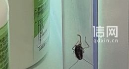 上海市民在盒马货架上拍到蟑螂 客服称涉事门店事发第三天已经消杀