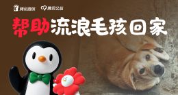 腾讯微保参与2026腾讯“久久公益”活动，推出流浪动物救助计划