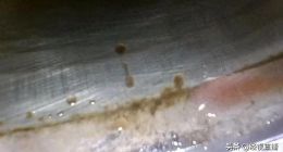 长安福特多款汽车被曝发动机防冻液渗漏：持续冒白烟、发动机故障灯常亮，车主要求免费更换，厂家：无统一免费政策，需检测评估定方案