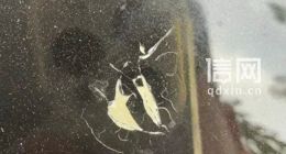 凯迪拉克CT5提车仅4个多月漆面就鼓包爆开，裂口处泛黄发白 保定4店：没有二次喷漆