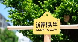 靠故事起飞，被包袱困住：认养一头牛的流量代价